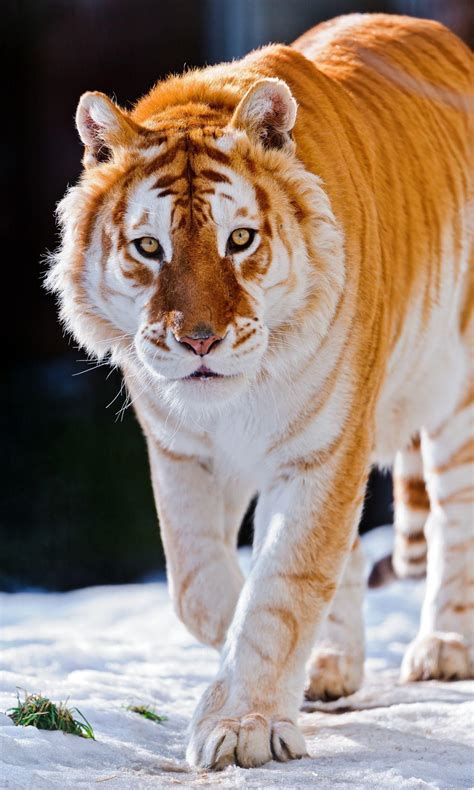 Golden Tiger .